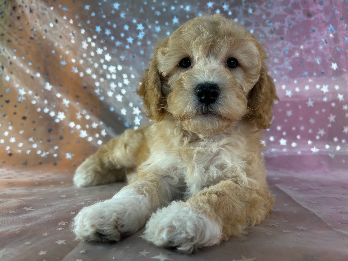 Female Moyen Poodle Puppy for Sale DOB 8-7-2026 $750